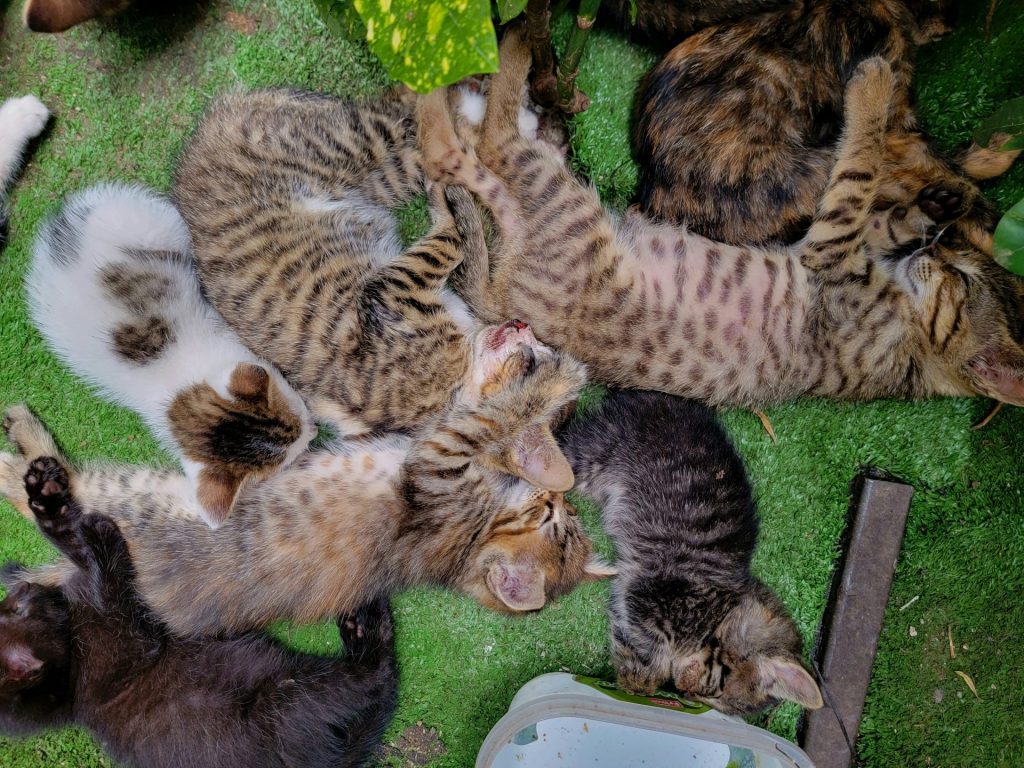 eine Gruppe von Katzen, die auf einem grünen Feld liegen