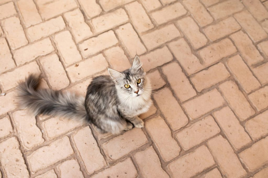 Eine grau-weiße Katze sitzt auf einem Ziegelboden.