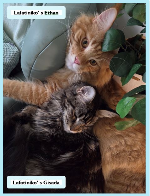 Die Main Coon – sanfte Riesen mit Charakter