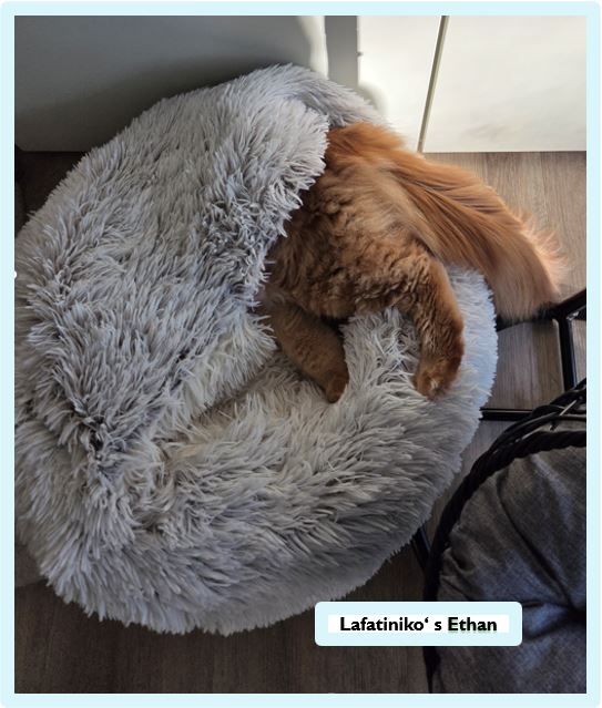 Die Main Coon – sanfte Riesen mit Charakter