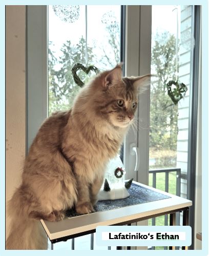 Die Main Coon – sanfte Riesen mit Charakter