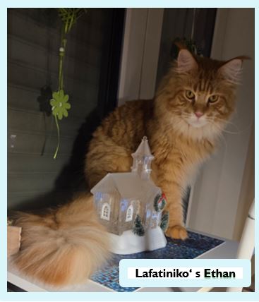 Die Main Coon – sanfte Riesen mit Charakter