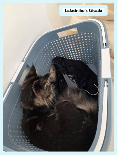 Die Main Coon – sanfte Riesen mit Charakter