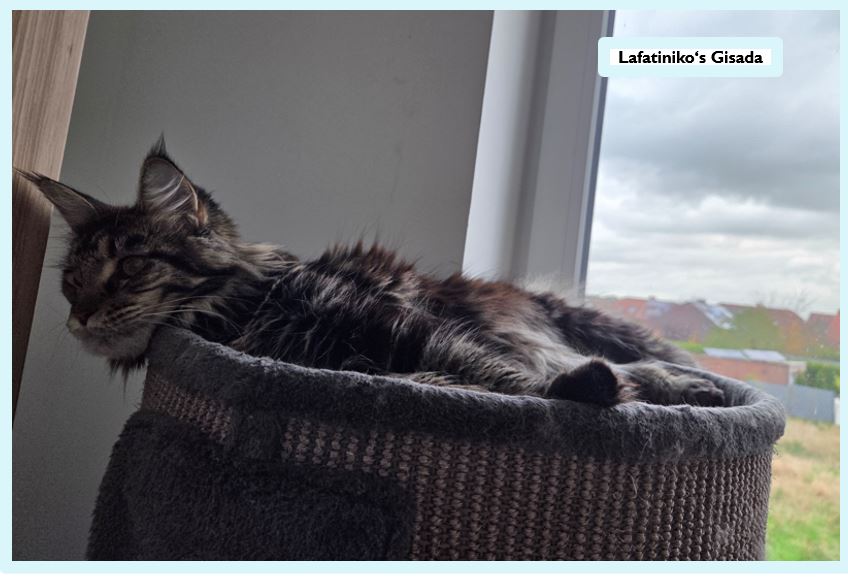 Die Main Coon – sanfte Riesen mit Charakter