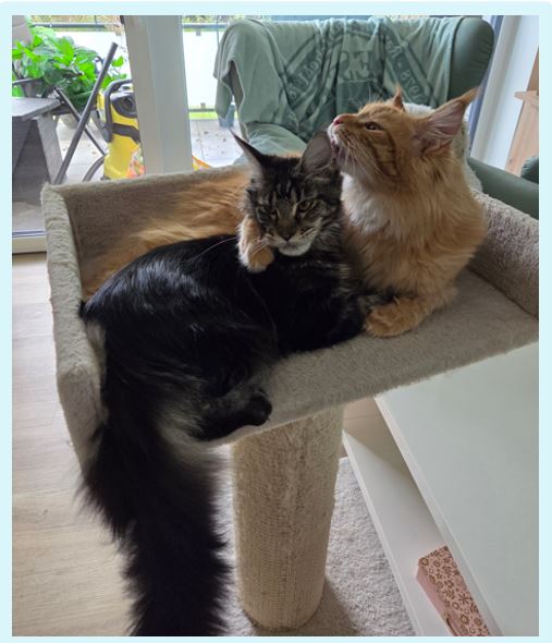Die Main Coon – sanfte Riesen mit Charakter