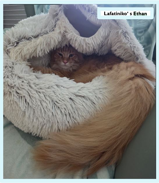 Die Main Coon – sanfte Riesen mit Charakter