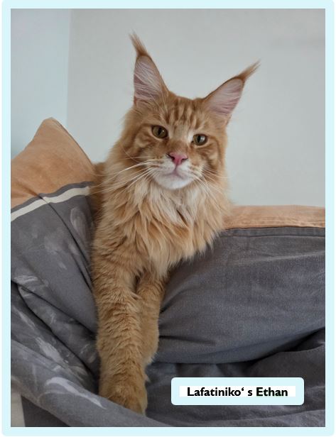 Die Main Coon – sanfte Riesen mit Charakter