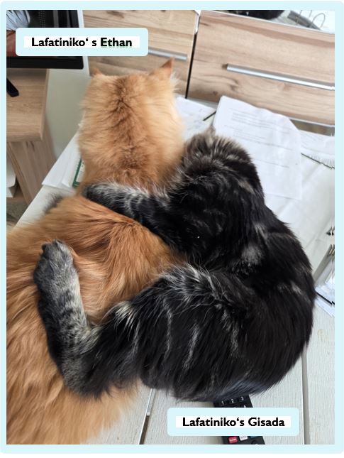 Die Main Coon – sanfte Riesen mit Charakter