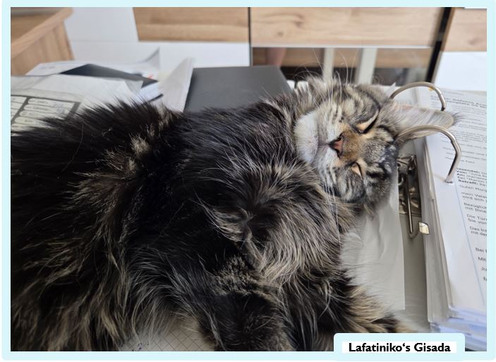 Die Main Coon – sanfte Riesen mit Charakter