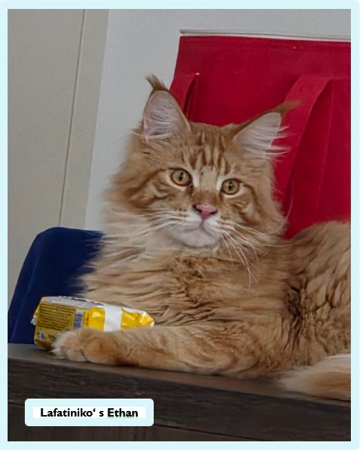 Die Main Coon – sanfte Riesen mit Charakter